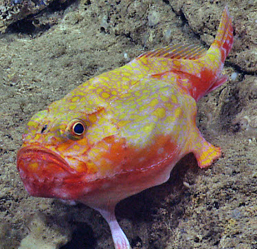 Chaunax pictus_03.jpg